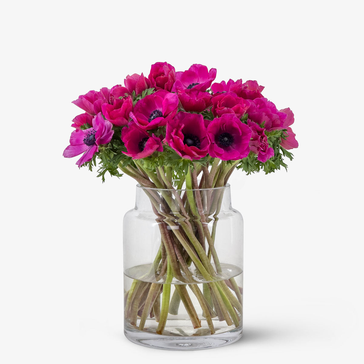 Anemone magenta