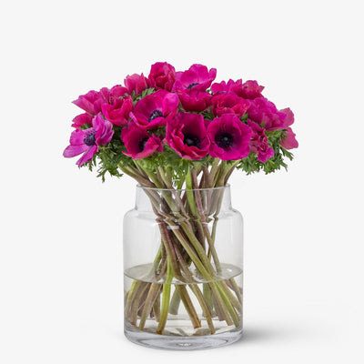 Anemone magenta