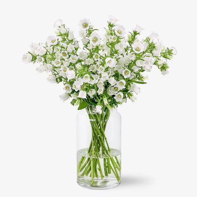 Campanula weiss