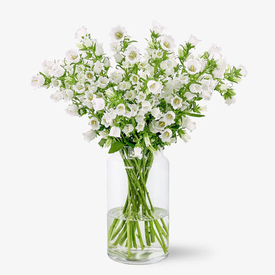 Campanula weiss