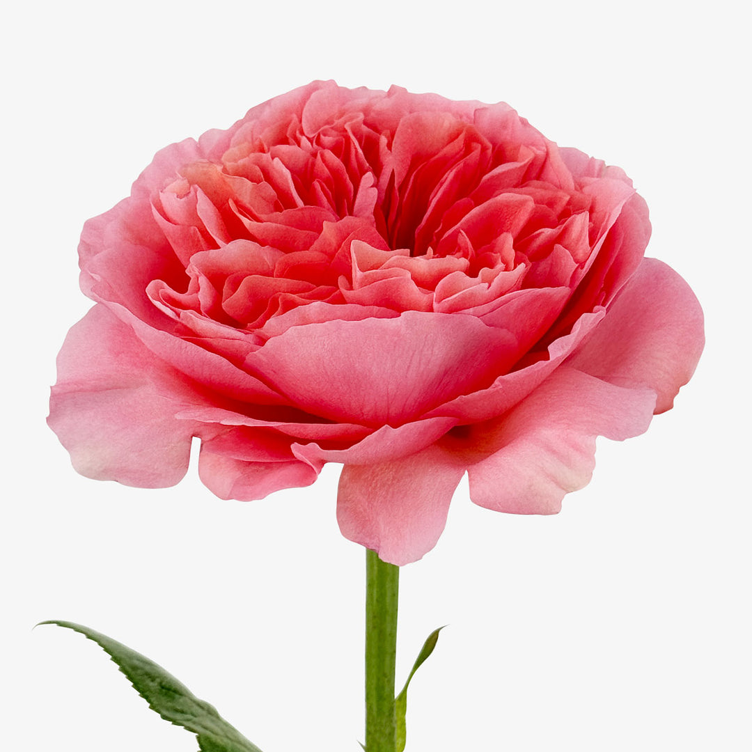 Buy Candy X-Pression roses – Order online now – TOM FLOWERS