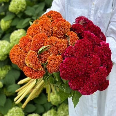 Celosia Geschenk