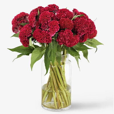 Celosia Geschenk