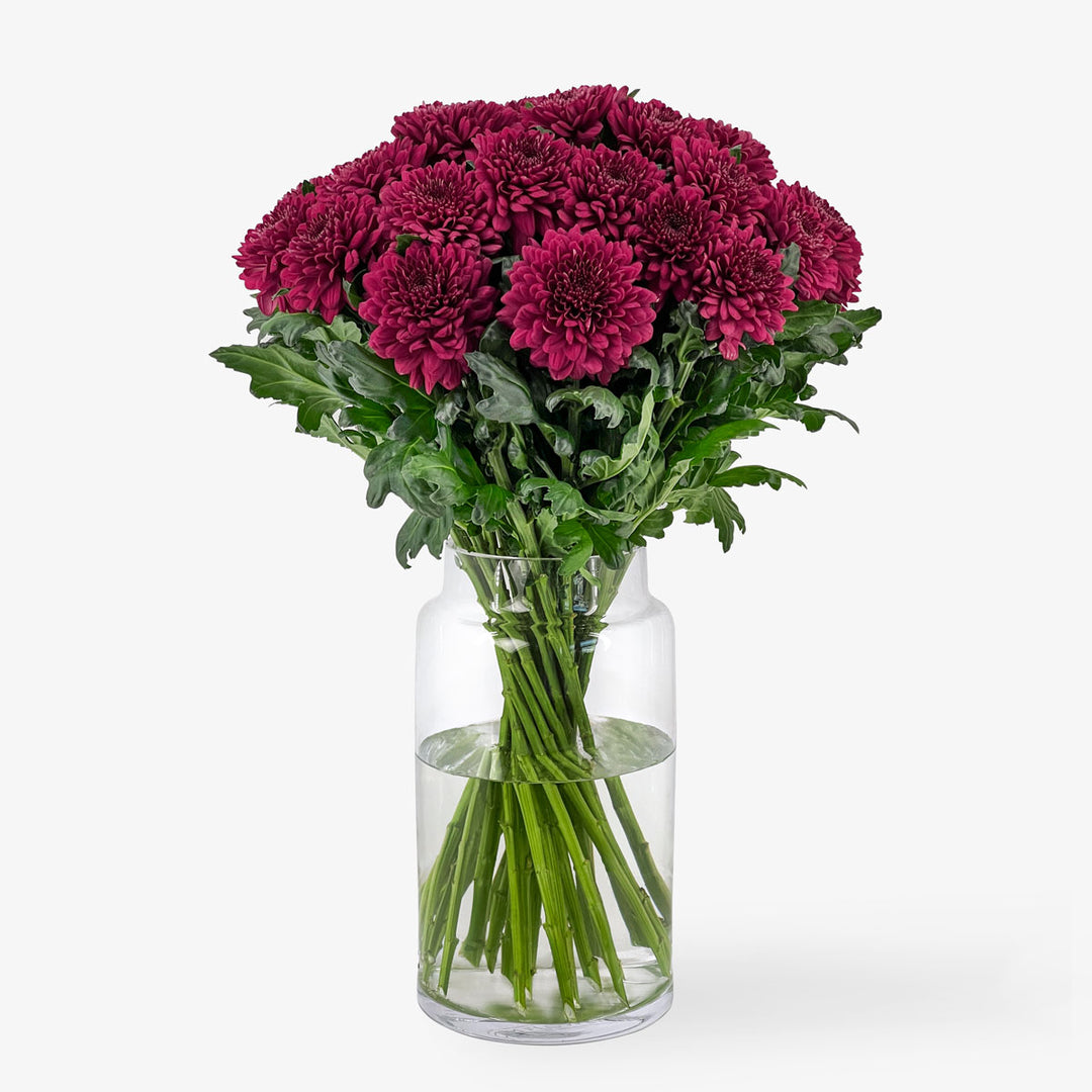 Chrysanthemen bordeaux