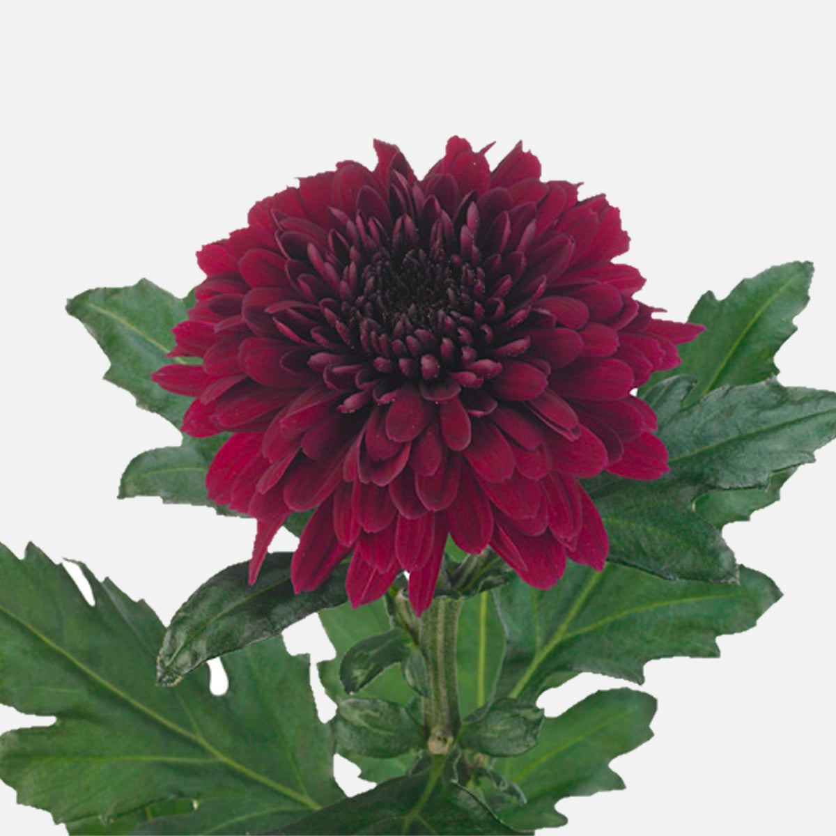 Chrysanthemen bordeaux