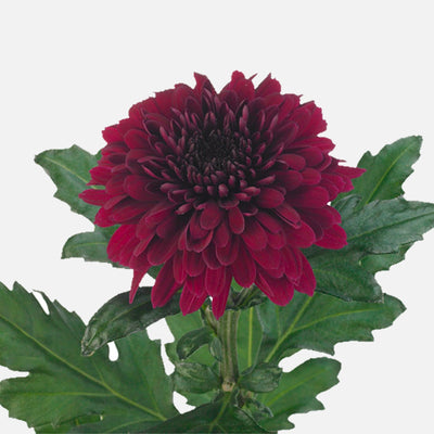 Chrysanthemen bordeaux