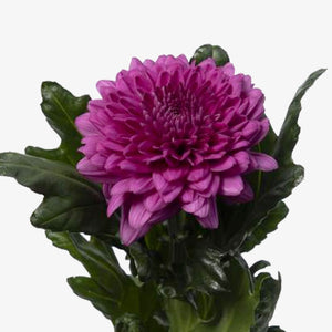 Chrysanthemen purpur