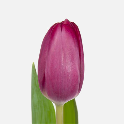 Klassische Tulpen rouge pink