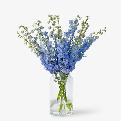 Rittersporn himmelblau