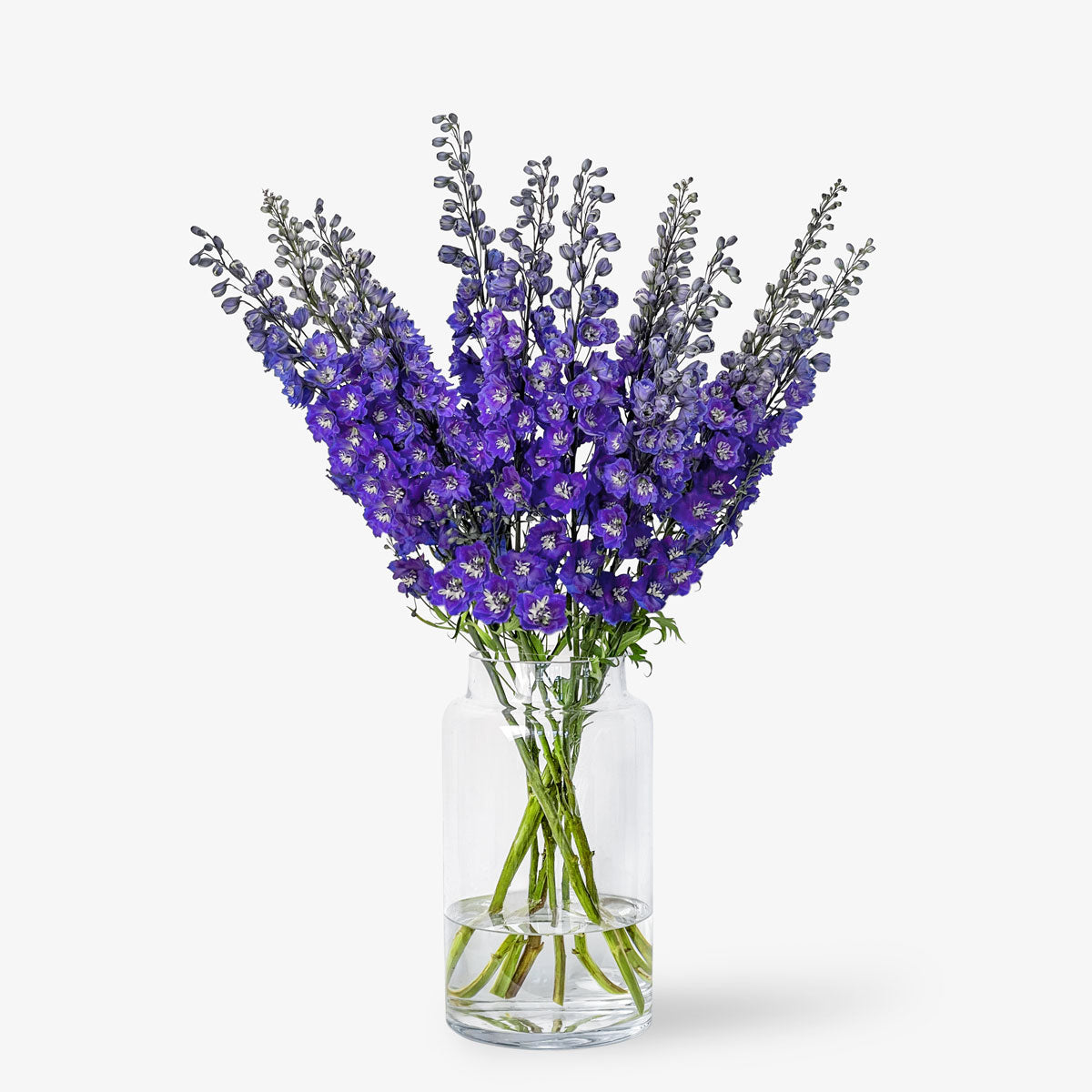Rittersporn indigo