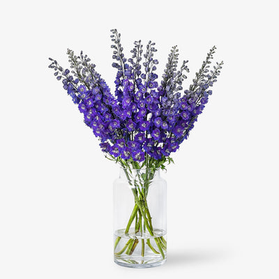 Rittersporn indigo