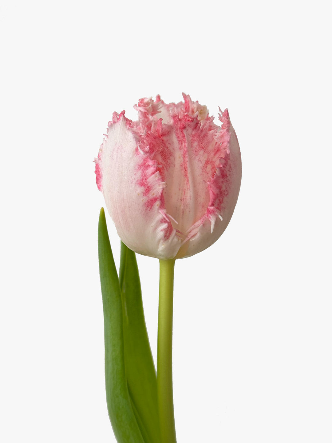 Order and buy tulips frosty pink fringed online – TOM FLOWERS