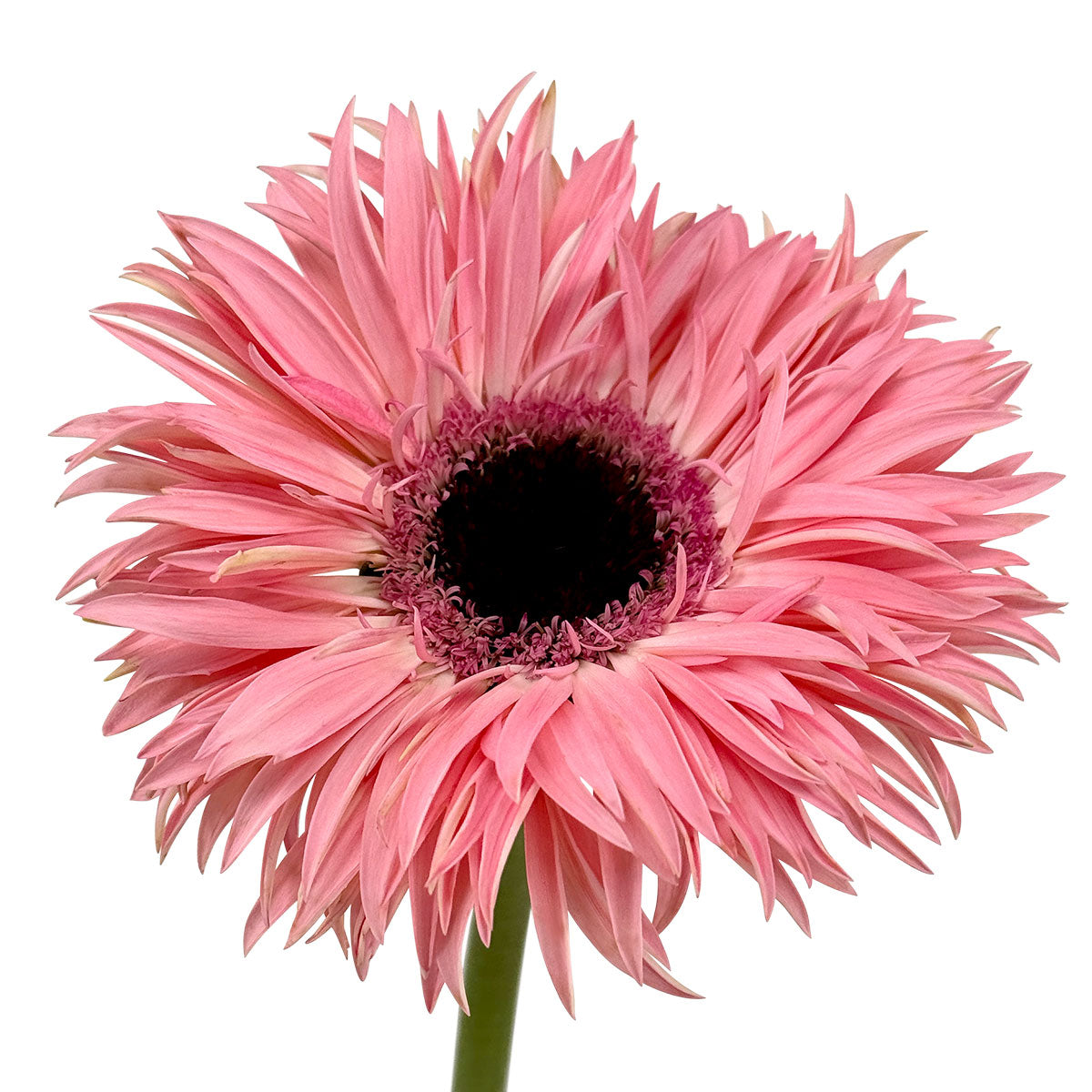 Spider Gerbera rosa online verschicken & schenken – TOM FLOWERS