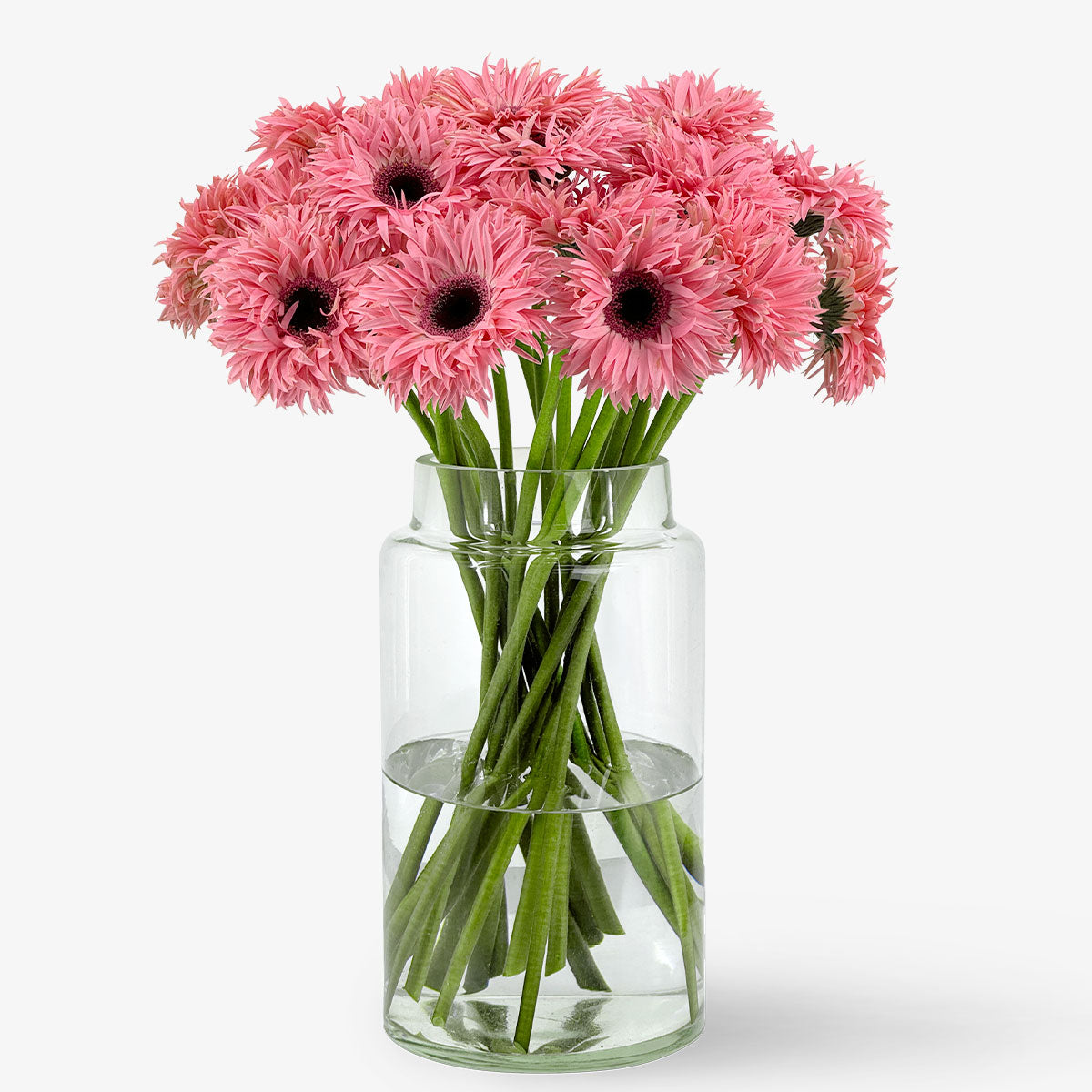 Spider Gerbera rosa online verschicken & schenken – TOM FLOWERS