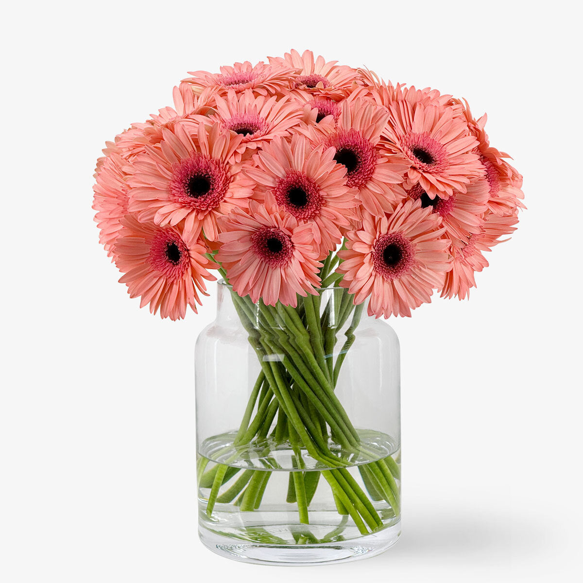 Gerbera lachsrosa