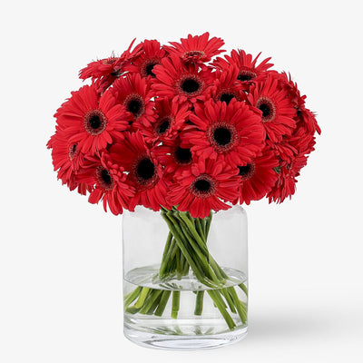 Gerbera rot