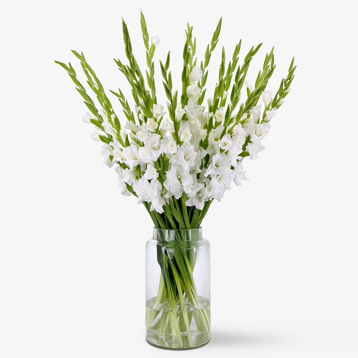 Gladiolus white
