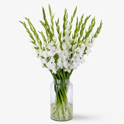 Gladiolus white