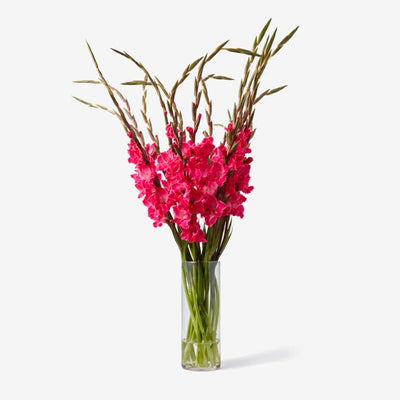 Gladiolen hot pink