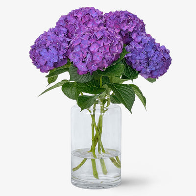 Hortensien violett