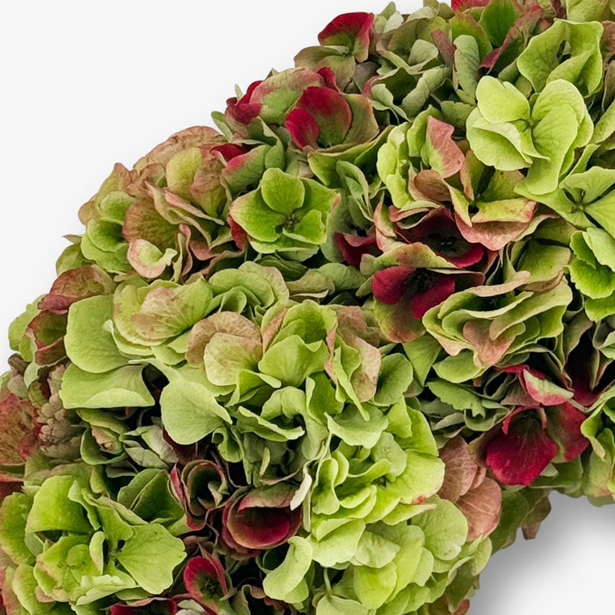 Hortensien Kranz Pistachio online kaufen – TOM FLOWERS