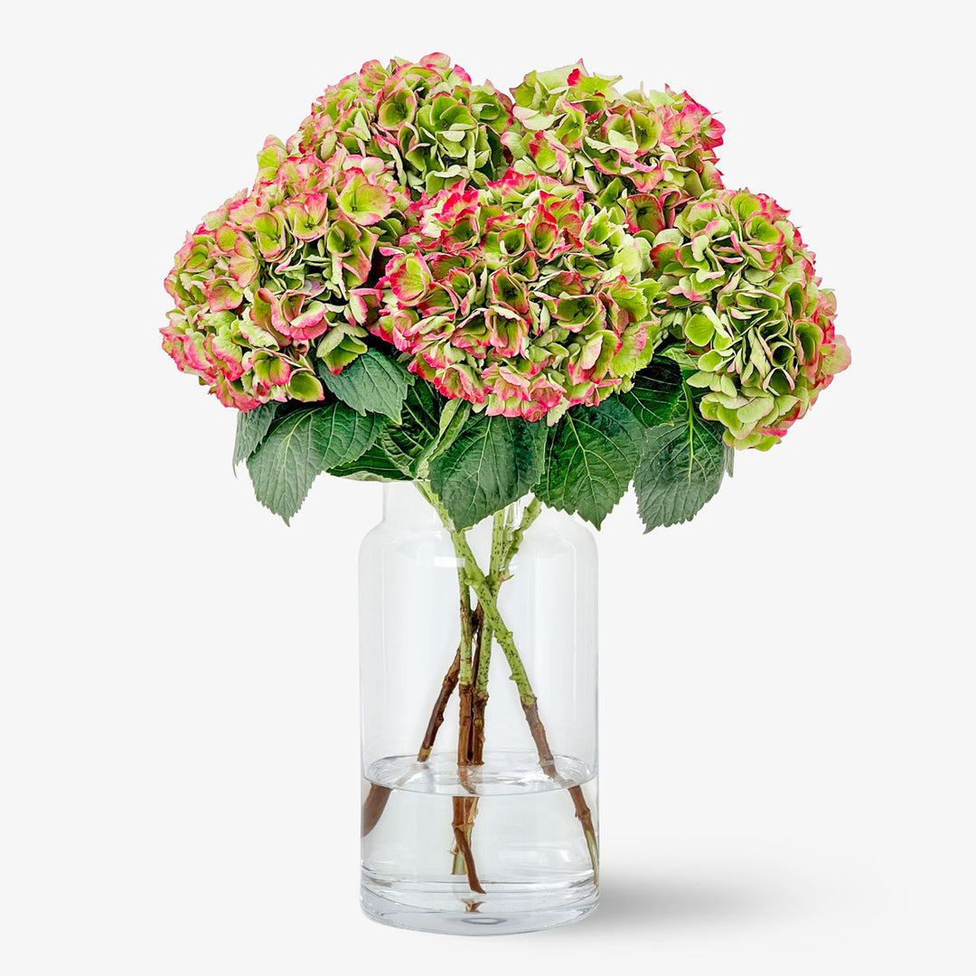 Hydrangea4936　0901 Order and buy red-green hydrangea online – TOM FLOWERS