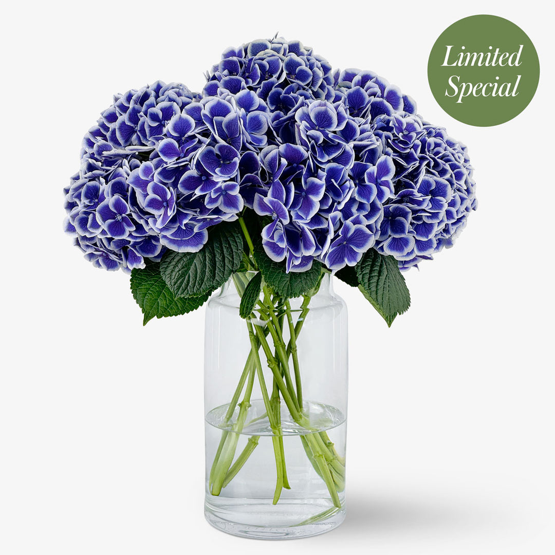 Order hydrangeas online – TOM FLOWERS