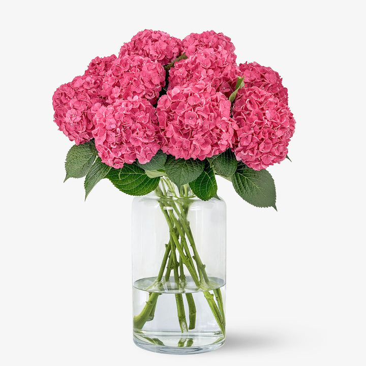 Hortensien kirschpink