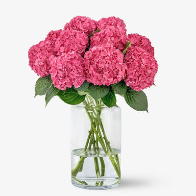 Hortensien kirschpink