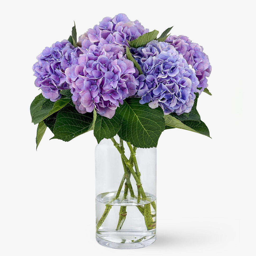 Order hydrangeas online – TOM FLOWERS