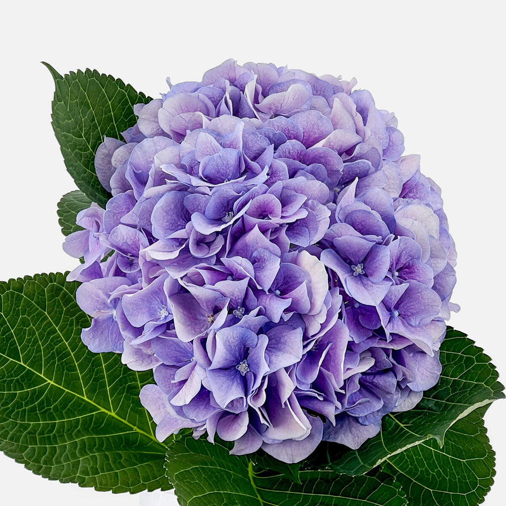 Order hydrangeas online – TOM FLOWERS