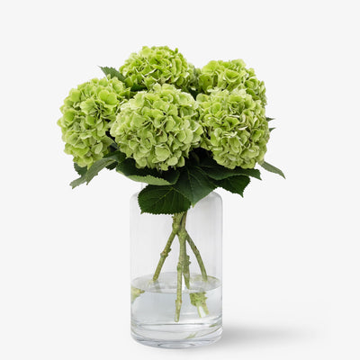 Hortensien limegreen