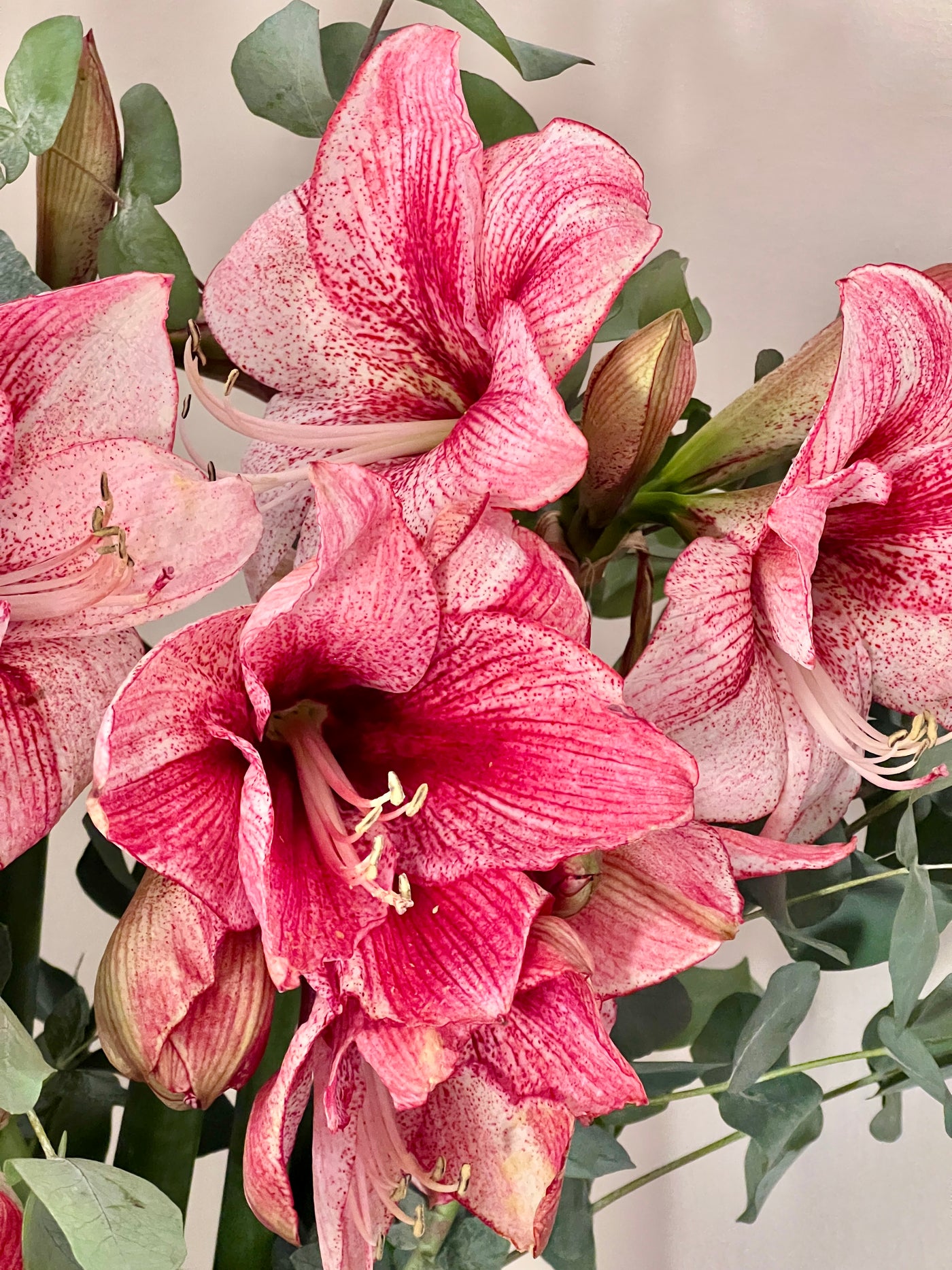 Advent Special No. 1