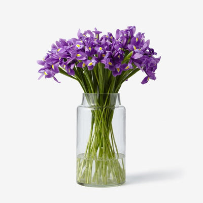 Iris blau-violett