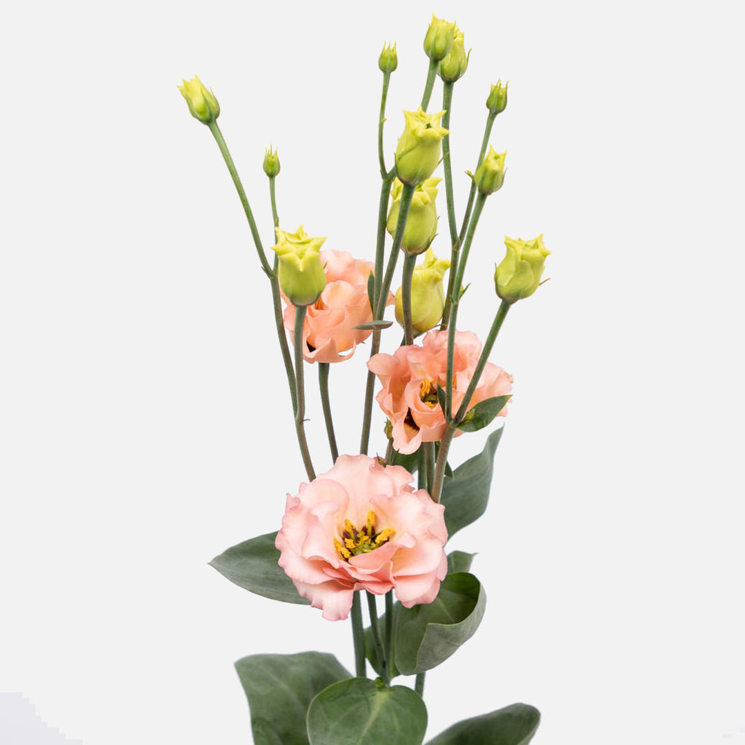 Lisianthus peach online bestellen und kaufen – TOM FLOWERS