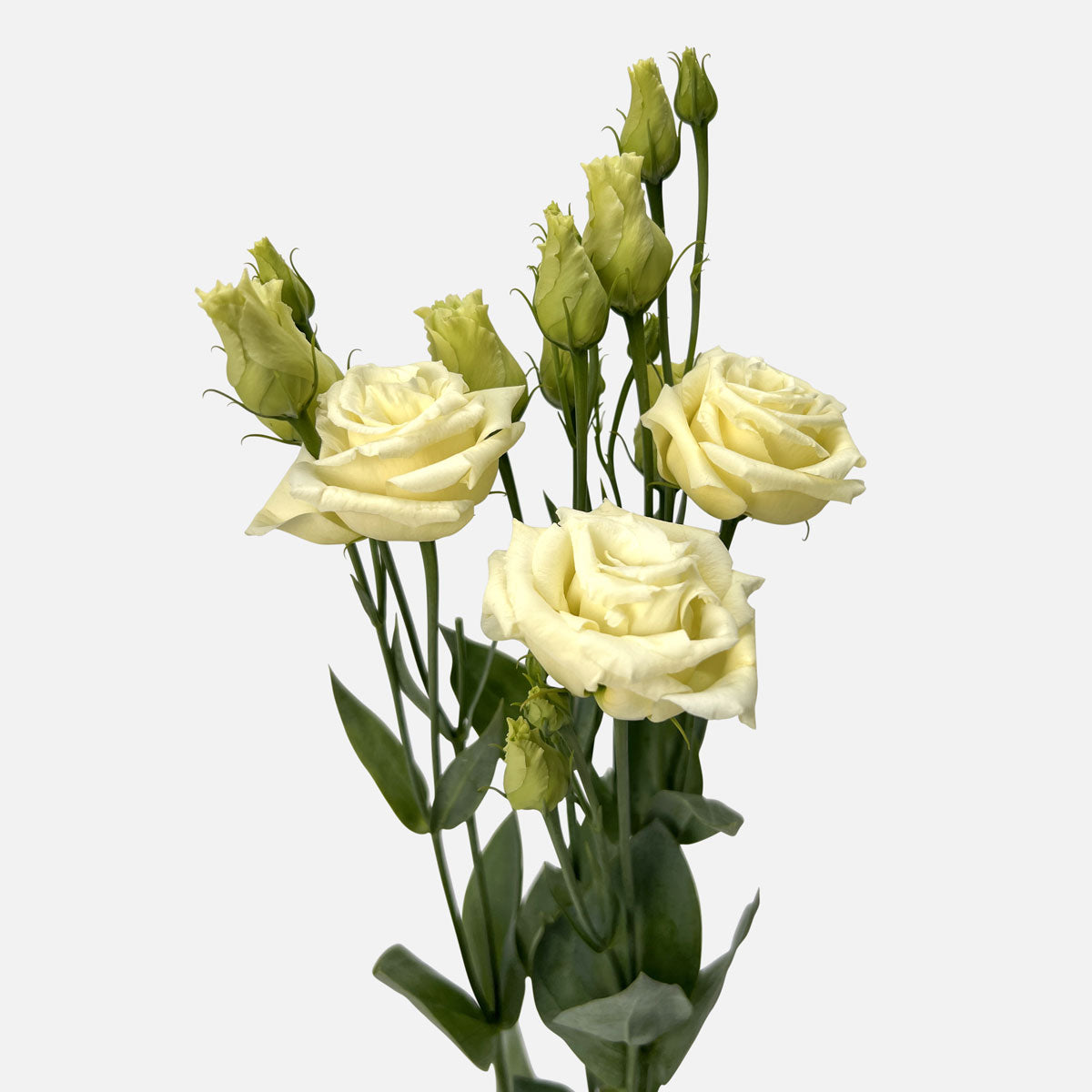 Lisianthus blond