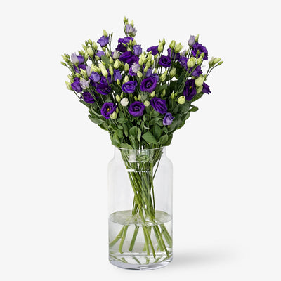 Lisianthus violett