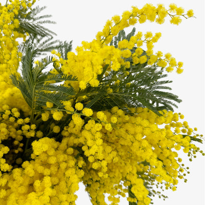 Mimosen