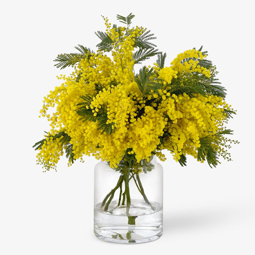 mimose düngen Tagesfrische italienische Mimosen – Jetzt online bestellen – TOM FLOWERS