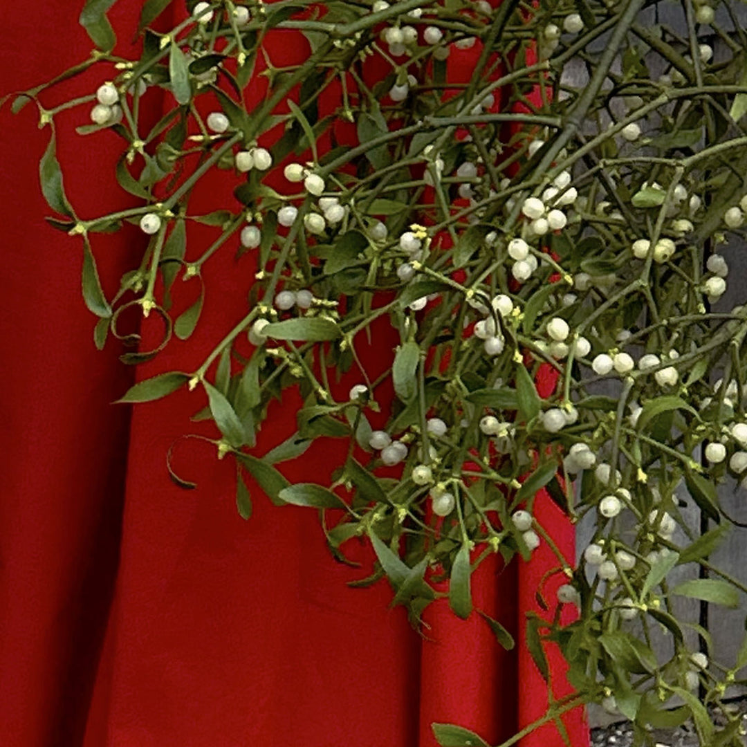 mistelzweige aufbewahren Mistelzweige – TOM FLOWERS