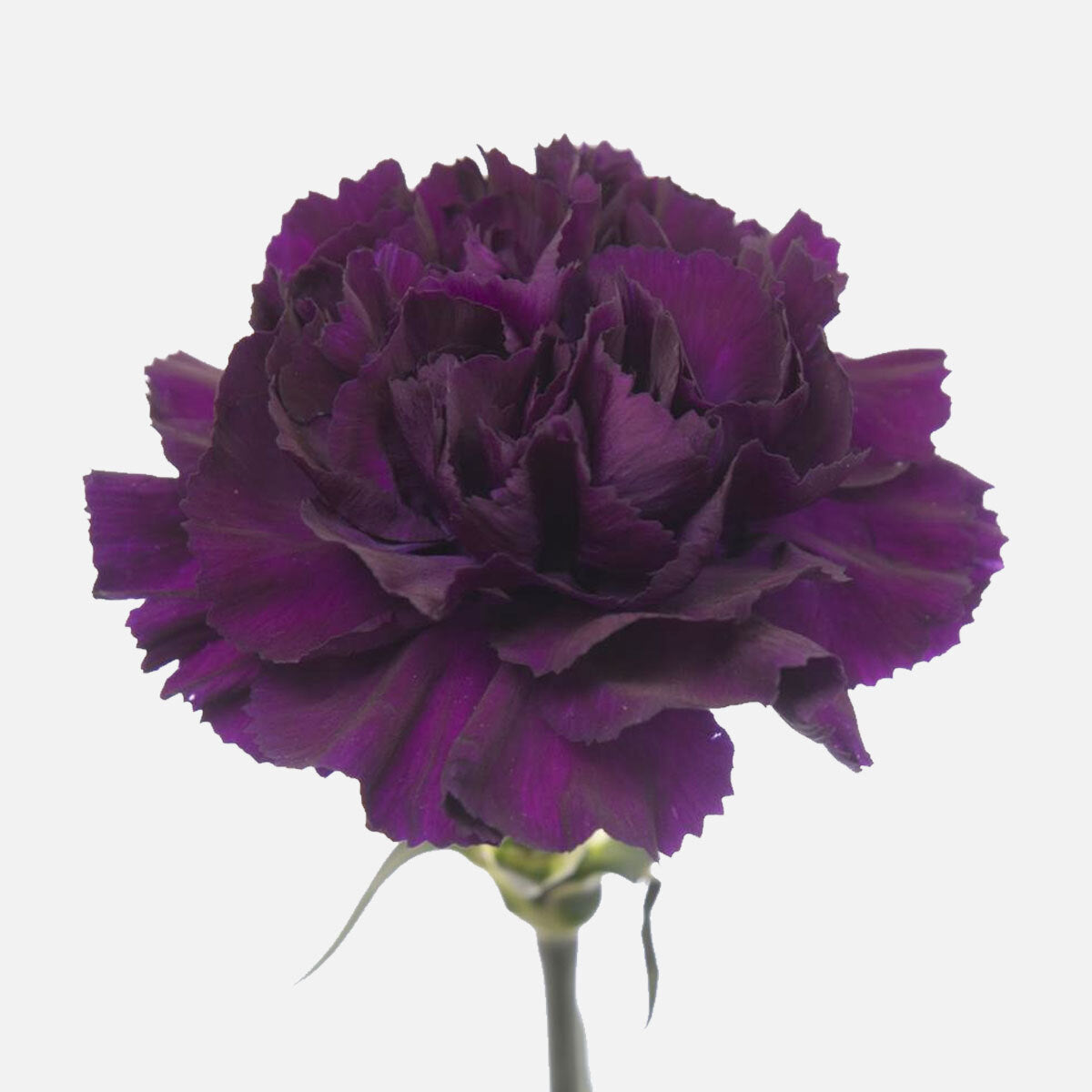 Nelken royal purple