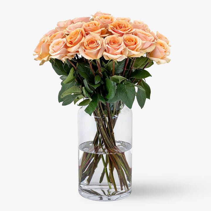 Rosen apricot