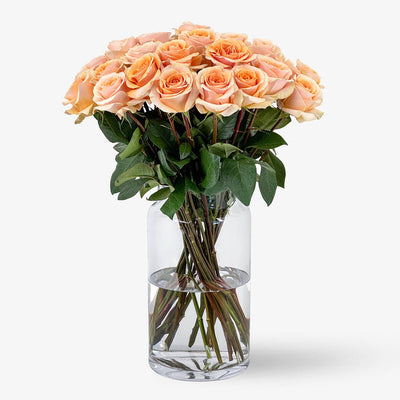 Rosen apricot