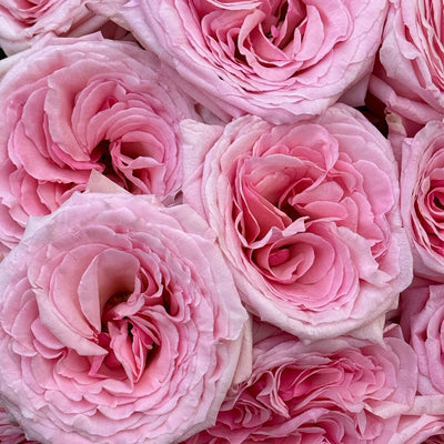 Pink O'Hara Rosen