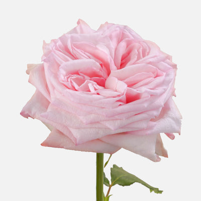 Pink O'Hara Rosen