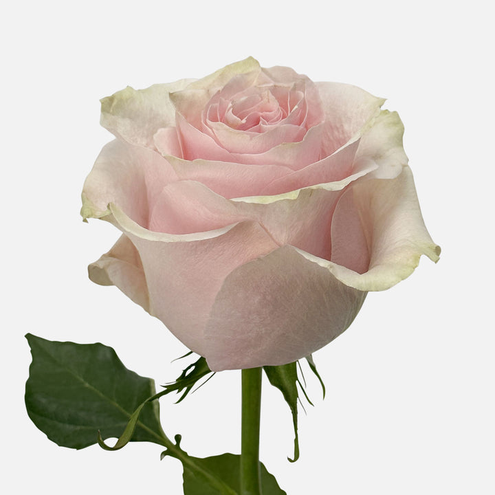 Zartrosa Rosen online bestellen und kaufen