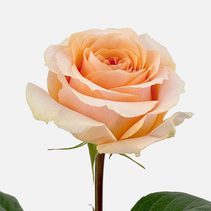 Rosen apricot