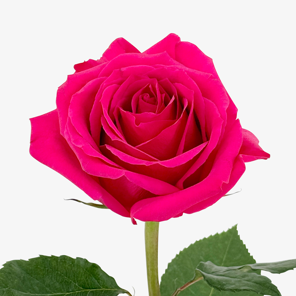 Pinke Rosen online verschicken & schenken | Schweizweite Lieferung ...