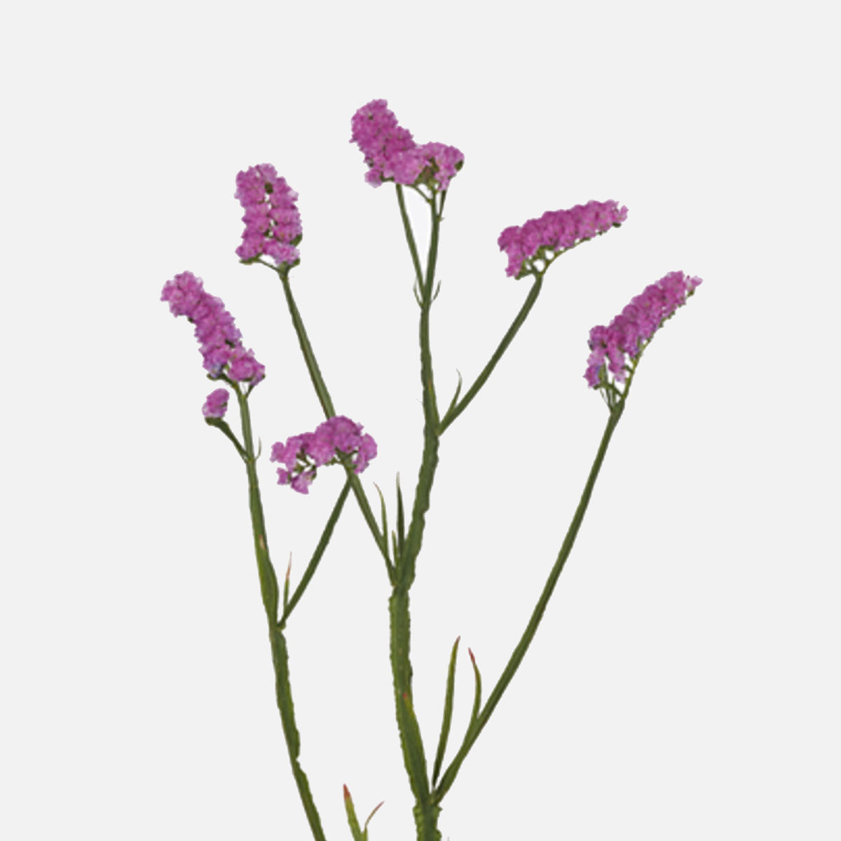 Statizen pink