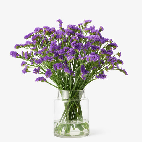 Statizen indigo